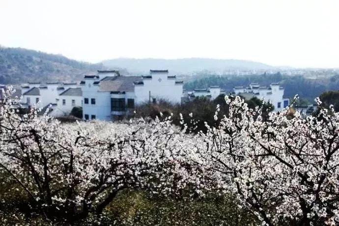 国际物流巨头在南京综保区（江宁）投运